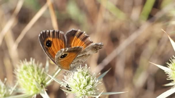 Insects Animals Nat Ura Nature Close Summer Sunny Colors Vivid — стоковое видео