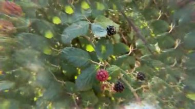 bitki, doğa, flora, park, dallar, açık hava, vahşi yaşam, yeşillik, canlı, renkler,