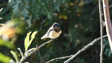 Kuş, hayvan, doğa, gaga, kanatlar, fauna, vahşi yaşam, yaz, güneşli, açık hava, tüyler,