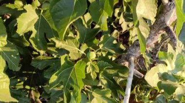 bitki, doğa, flora, park, dallar, açık hava, vahşi yaşam, yeşillik, canlı, renkler,