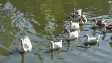 Kuş, hayvan, doğa, gaga, kanatlar, fauna, vahşi yaşam, yaz, güneşli, açık hava, tüyler,