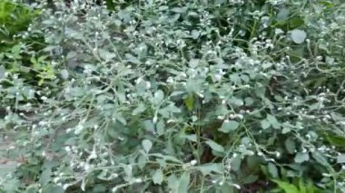 bitki, doğa, flora, park, dallar, açık hava, vahşi yaşam, yeşillik, canlı, renkler,