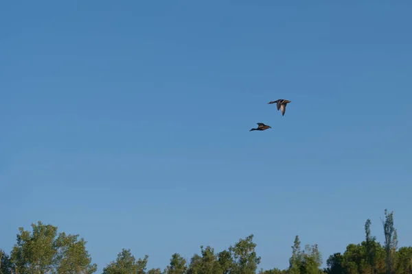 Vogel Tier Natur Fauna Tierwelt Flügel Schnabel Sommer Draußen Federn — Stockfoto