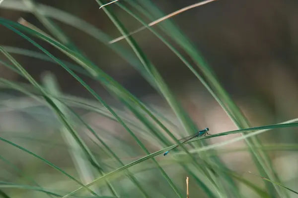 Libelle Insect Natuur Natuur Insect Close Vleugels Ogen Gras Plant — Stockfoto