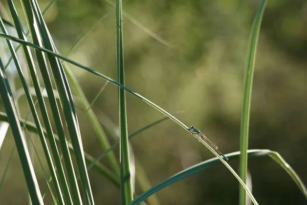 Sudenkorento Hyönteinen Luonto Hyönteinen Lähikuva Siivet Silmät Ruoho Kasvi Kesä — kuvapankkivalokuva