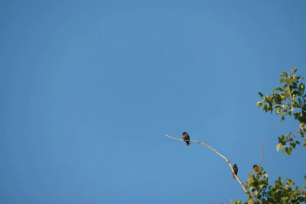 Pták Zvíře Příroda Fauna Volně Žijící Zvěř Křídla Zobák Léto — Stock fotografie