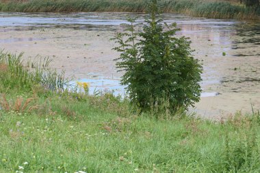 Nehir, manzara, yeşil, doğa, su, yaz, açık hava, güzel, mavi, gökyüzü,