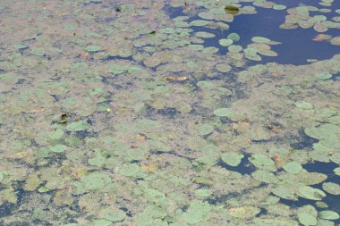 Nehir, manzara, yeşil, doğa, su, yaz, açık hava, güzel, mavi, gökyüzü,