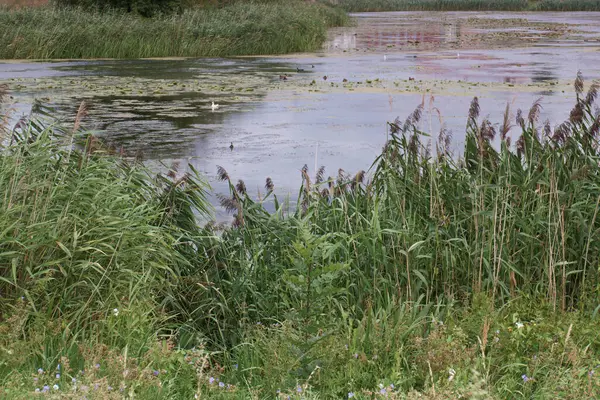 Rivier Landschap Groen Natuur Water Zomer Buiten Mooi Blauw Lucht — Stockfoto