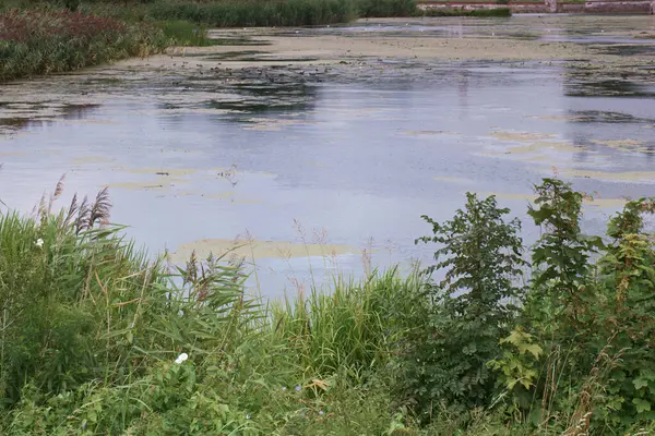 Rivier Landschap Groen Natuur Water Zomer Buiten Mooi Blauw Lucht — Stockfoto