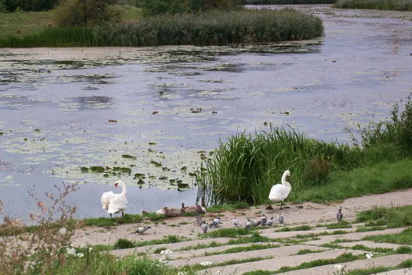 swan, pond, wildlife, lake, nature, bird, beak, animal, water, white, beautiful, wing, feather,