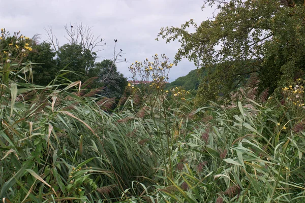 Gras Landschap Planten Flora Polen Groen Zomer Buiten Boom Bewolkt — Stockfoto