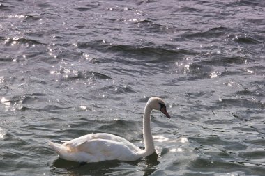 liman, vinç, rıhtım, gemi, sanayi, liman, sanayi, tekne, ulaşım, deniz, ulaşım, su, gökyüzü, mavi,