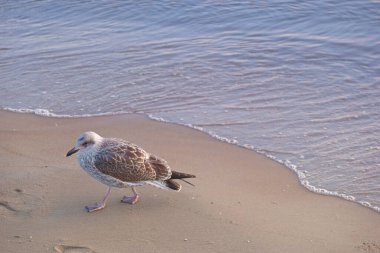 deniz, kuş, sahil, kumsal, sahil, sahil, sahil, yaban hayat, hayvan, doğa, su, güzel, doğal, vahşi, beyaz, açık hava,