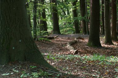 orman, ağaç, yaprak, gövde, doğa, manzara, manzara, tarım, yeşillik, poland, doğa,