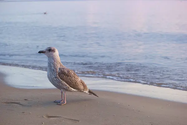 Mare Pasăre Țărm Plajă Nisip Coastă Țărm Faună Sălbatică Animal — Fotografie, imagine de stoc