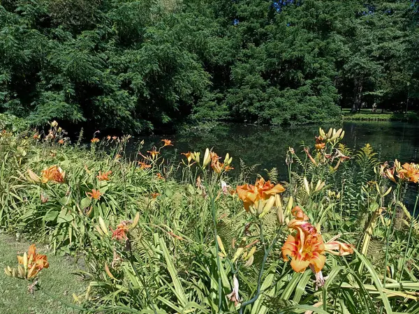 Tuin Natuur Park Flora Plant Lelie Bloem Bloesem Buiten Zomer — Stockfoto
