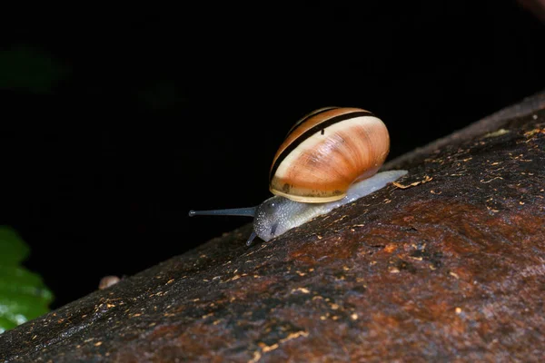 Mollusk Snail Shell Macro Close Nature Close Wildlife Natural Brown — Stock Photo, Image