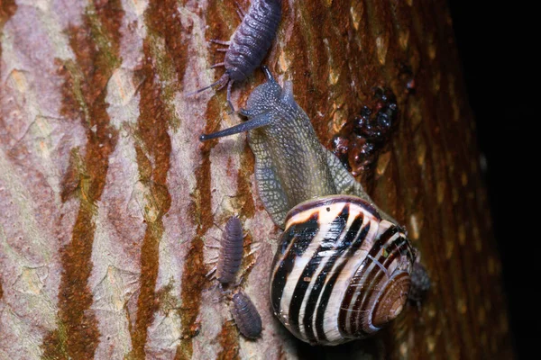 Mollusco Guscio Lumaca Macro Primo Piano Natura Primo Piano Fauna — Foto Stock
