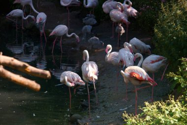 gaga, tüy, hayvan, vahşi yaşam, kuş, hayvan, doğa, doğal, vahşi, açık hava,