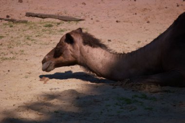 dromedary, deve, Arap, memeli, hayvan, vahşi yaşam, kum, kahverengi, vahşi, doğal, doğa, açık hava,