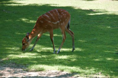 Memeli, hayvan, yaban hayatı, ot, doğa, vahşi, yeşil, geyik, düzensiz, sanatsal,