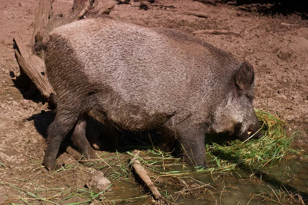 Schwein Ferkel Wildtiere Tier Fauna Tier Freie Luft Wild Natur — Stockfoto