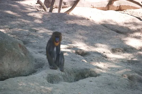 Monyet Kera Mamalia Satwa Liar Hewan Fauna Liar Alam Besar — Stok Foto