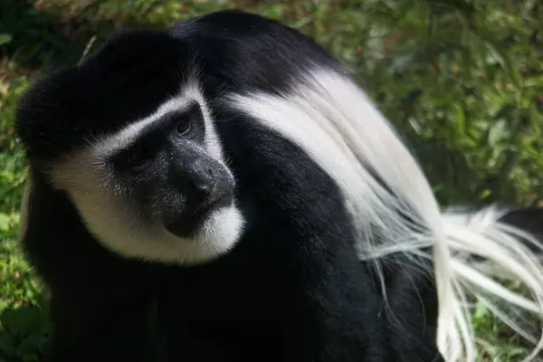 Singe Singe Mammifère Faune Animal Faune Sauvage Nature Grand Primate — Photo