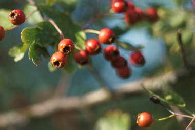 Diken, meyve, dal, böğürtlen, bitki, ağaç, olgun, sonbahar, yaprak, mevsim, çalı, doğa, bahçe, kapanış, açık hava, doğal bitki örtüsü,