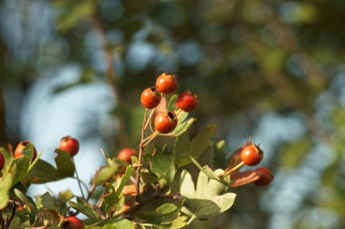 Diken, meyve, dal, böğürtlen, bitki, ağaç, olgun, sonbahar, yaprak, mevsim, çalı, doğa, bahçe, kapanış, açık hava, doğal bitki örtüsü,