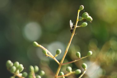 Diken, meyve, dal, böğürtlen, bitki, ağaç, olgun, sonbahar, yaprak, mevsim, çalı, doğa, bahçe, kapanış, açık hava, doğal bitki örtüsü,