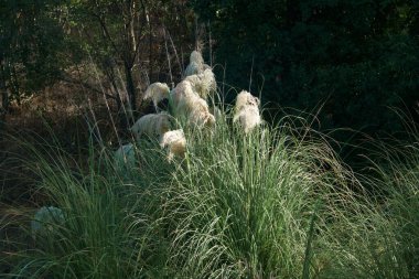 egzersiz ekipmanları, park, açık hava, eğitim, spor, dışarıda, etkinlik, fitness, spor, aktif, boş zaman, sağlık, dinlenme, doğa, sağlıklı, yaşam tarzı,