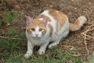 Kedi, kedi, kedi, kedi, kedi, kedi, memeli, hayvan, açık hava, portre, kedi, kedi, bak, yutma, dışarıda, genç, doğa, güzel, sevimli, sevimli, sevimli, tapılası,