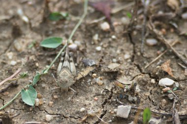 egzersiz ekipmanları, park, açık hava, eğitim, spor, dışarıda, etkinlik, fitness, spor, aktif, boş zaman, sağlık, dinlenme, doğa, sağlıklı, yaşam tarzı,