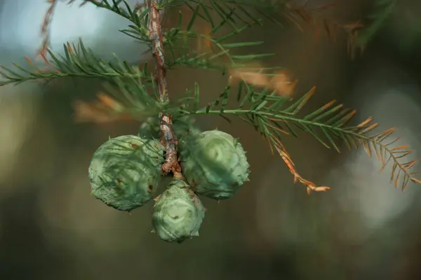 Αγκάθι Καρπός Κλαδί Μούρο Φυτό Δέντρο Ώριμο Φθινόπωρο Φύλλα Εποχή — Φωτογραφία Αρχείου