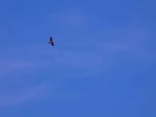 Небо Воздух Полет Птица Свобода Свобода Синий Облако Высокая Природа — стоковое фото