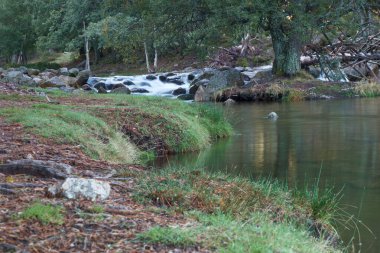 dere, doğa, çevre, nehir, orman, su, su, su manzarası, manzara, manzara, manzara, akış, manzara, arka plan, açık hava, güzel, sonbahar, sonbahar,