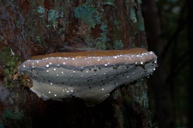 Mantar, mantar, odun, ağaç, orman, doğa, bitki, doğal, vahşi, kabuk, açık hava,