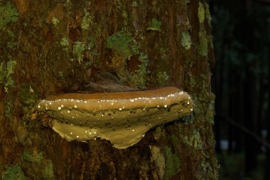 Mantar, mantar, odun, ağaç, orman, doğa, bitki, doğal, vahşi, kabuk, açık hava,