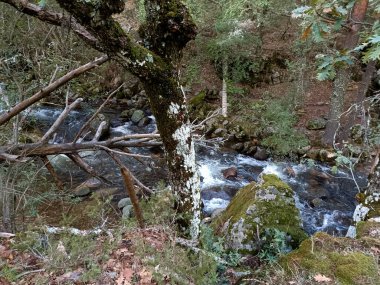 dere, doğa, çevre, nehir, orman, su, su, su manzarası, manzara, manzara, manzara, akış, manzara, arka plan, açık hava, güzel, sonbahar, sonbahar,