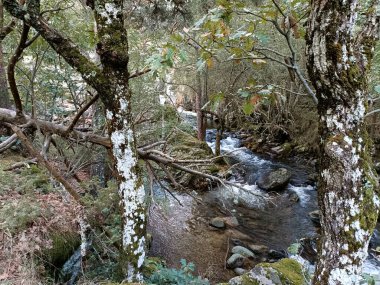 dere, doğa, çevre, nehir, orman, su, su, su manzarası, manzara, manzara, manzara, akış, manzara, arka plan, açık hava, güzel, sonbahar, sonbahar,