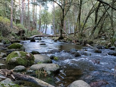 Şelale, şelale, su, nehir, çevre, doğa, manzara, orman, manzara, sonbahar, manzara, ağaçlar, yeşil, güzel, doğal, güzel,