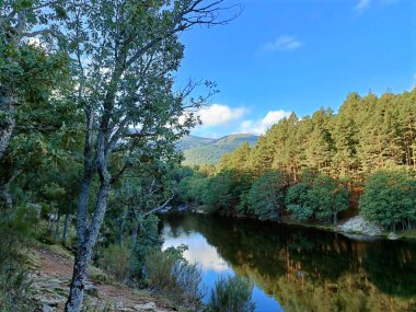 dere, doğa, çevre, nehir, orman, su, su, su manzarası, manzara, manzara, manzara, akış, manzara, arka plan, açık hava, güzel, sonbahar, sonbahar,