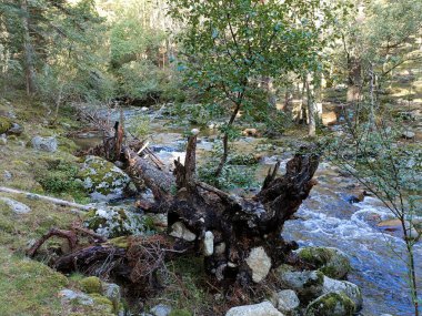 dere, doğa, çevre, nehir, orman, su, su, su manzarası, manzara, manzara, manzara, akış, manzara, arka plan, açık hava, güzel, sonbahar, sonbahar,