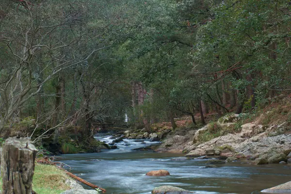 Ρέμα Φύση Περιβάλλον Ποτάμι Δάσος Νερό Υδάτινο Τοπίο Τοπίο Σκηνή — Φωτογραφία Αρχείου