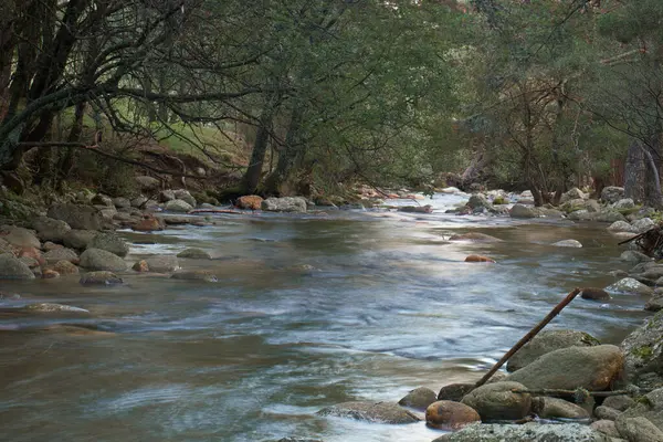Córrego Natureza Ambiente Rio Floresta Água Paisagem Aquática Paisagem Cena — Fotografia de Stock