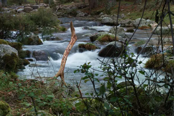 Струмок Природа Навколишнє Середовище Річка Ліс Вода Водні Пейзажі Пейзаж — стокове фото