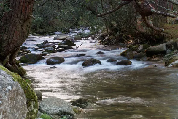 Ρέμα Φύση Περιβάλλον Ποτάμι Δάσος Νερό Υδάτινο Τοπίο Τοπίο Σκηνή — Φωτογραφία Αρχείου