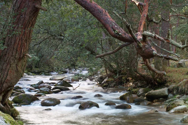 Córrego Natureza Ambiente Rio Floresta Água Paisagem Aquática Paisagem Cena — Fotografia de Stock